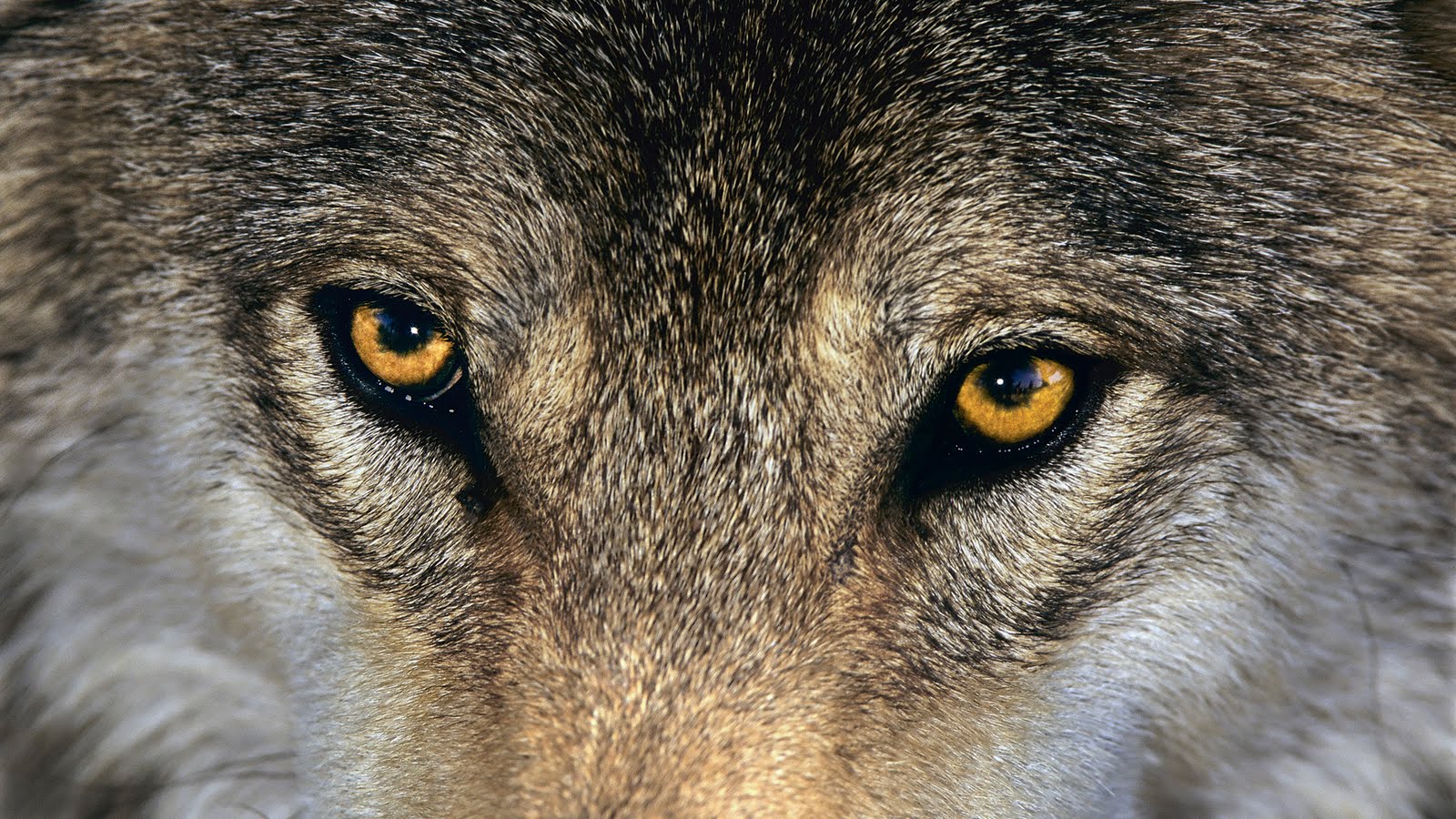 Wolves and Other Large Carnivores Thrive in Europe, New Study Shows ...