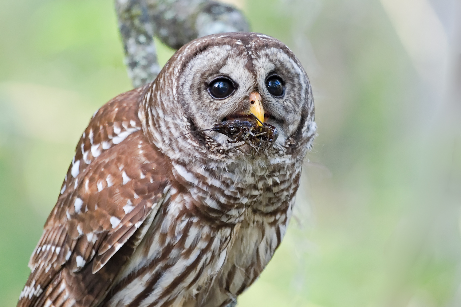 peta-agrees-to-kill-barred-owls-to-protect-spotted-owls-utah-people-s